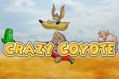 Crazy Coyote