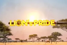 Lion's Pride