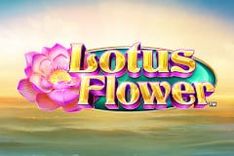 Lotus Flower