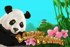 Lucky Panda
