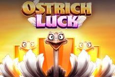 Ostrich Luck