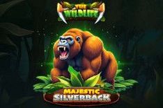 Majestic Silverback