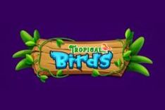 Tropical Birds
