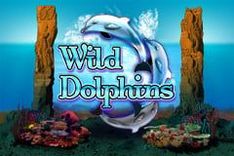 Wild Dolphins