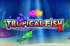 Tropical Fish